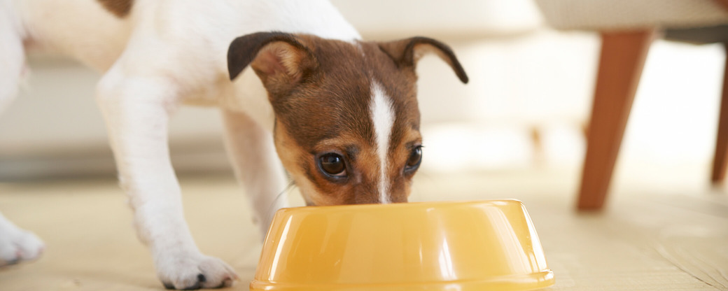 Jack Russel frisst aus Napf