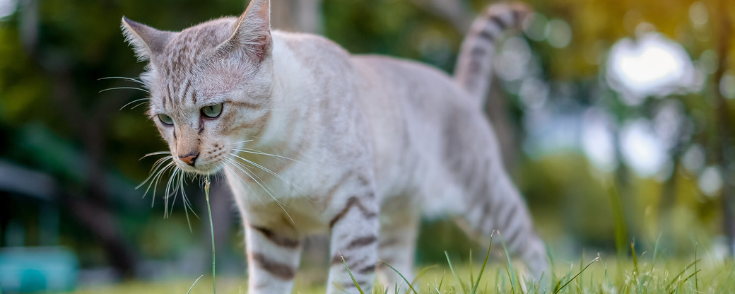 Katze auf Wiese