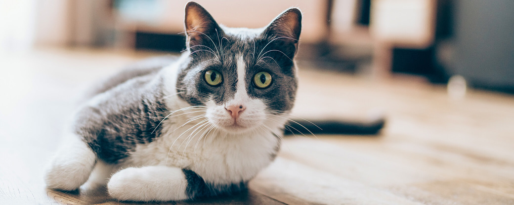 Katze liegt auf Holzboden